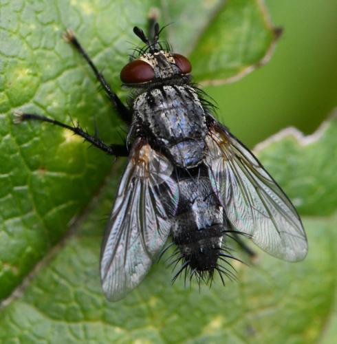 Réf. 310 239 : Voria ruralis